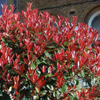 Photinia 'Little Red Robin' Standard Tree 70-80cm — alternate product view 5