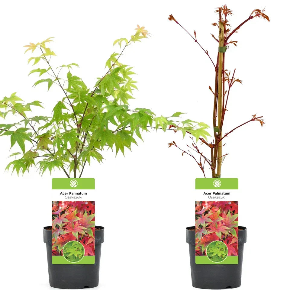 Acer palmatum 'Osakazuki', Japanese Maple Deciduous Garden Plant Tree In Pot — on a clean white background