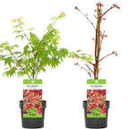 Acer palmatum 'Osakazuki', Japanese Maple Deciduous Garden Plant Tree In Pot — on a clean white background