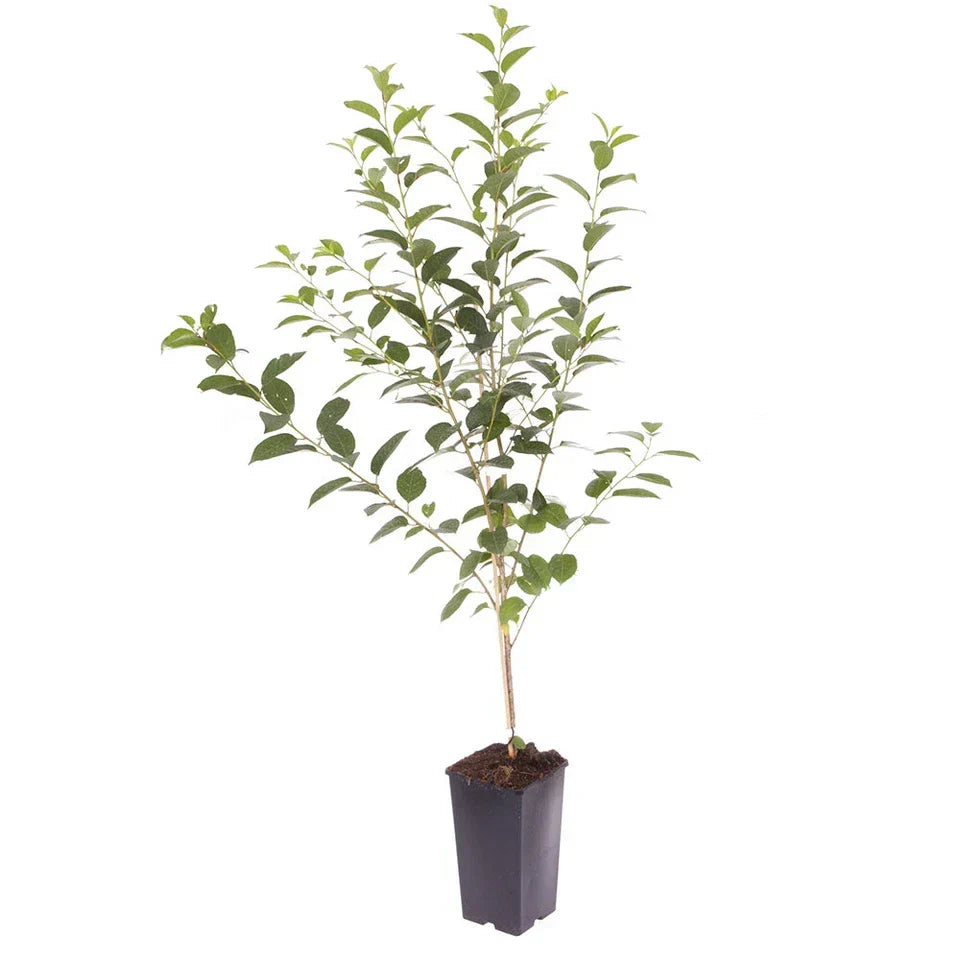 Cherry Bush 'Porthos' Prunus Avium Plant in 3L Pot — on a clean white background