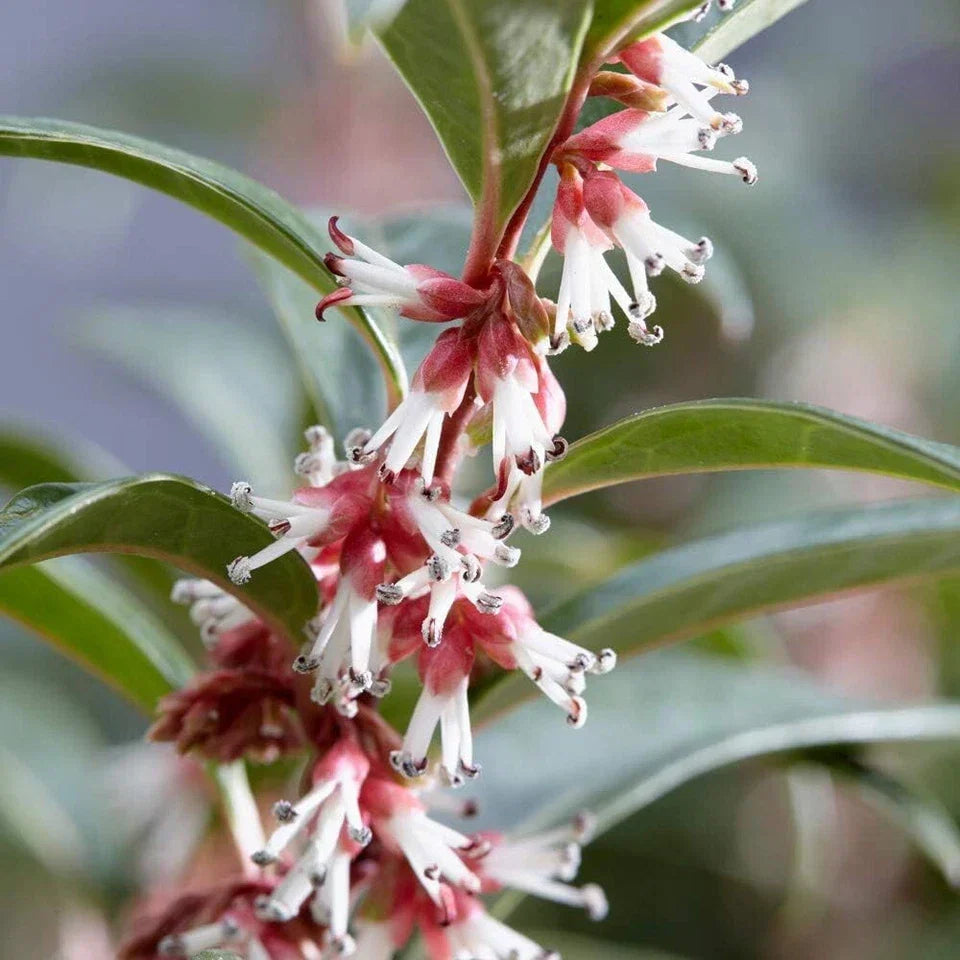 Sarcococca hookeriana Winter Gem Sweet Box 3Lt Pot Evergreen Plants — alternate product view 5