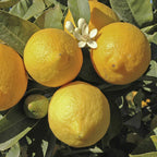 Citrus Fruit Tree, Lemon Citron, Fragrant Evergreen, 7?9cm Pot, Grow Your Own — alternate product view 3