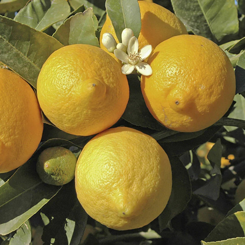 Citrus Fruit Tree, Lemon Citron, Fragrant Evergreen, 7?9cm Pot, Grow Your Own — alternate product view 3