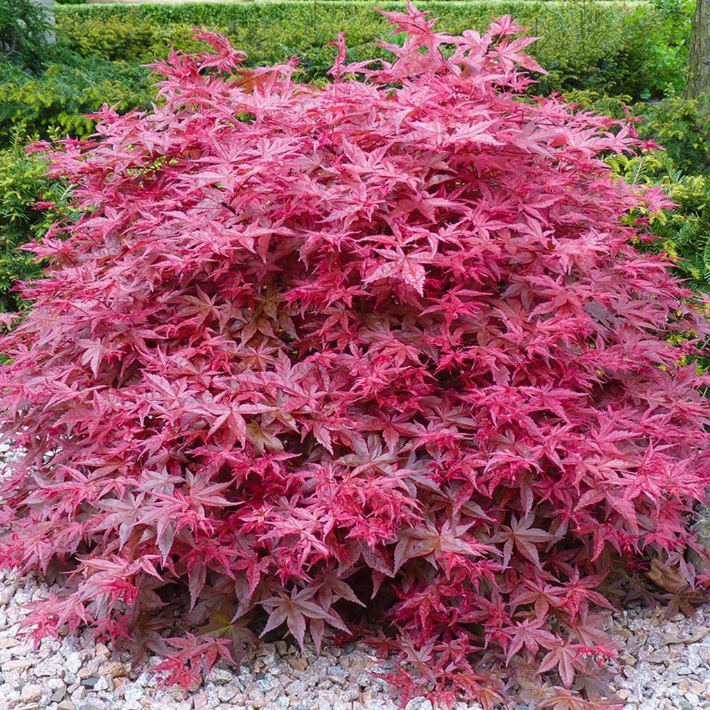 Acer palmatum 'Beni-Maiko' — Japanese Maple Deciduous Garden Plant Tree in Pot — main product view