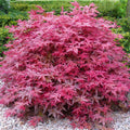 Acer palmatum 'Beni-Maiko' — Japanese Maple Deciduous Garden Plant Tree in Pot — main product view
