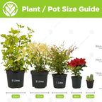 Spathiphyllum 'Peace Lily' House Plant - Live Indoor House Potted Tree In 9cm — alternate product view 3
