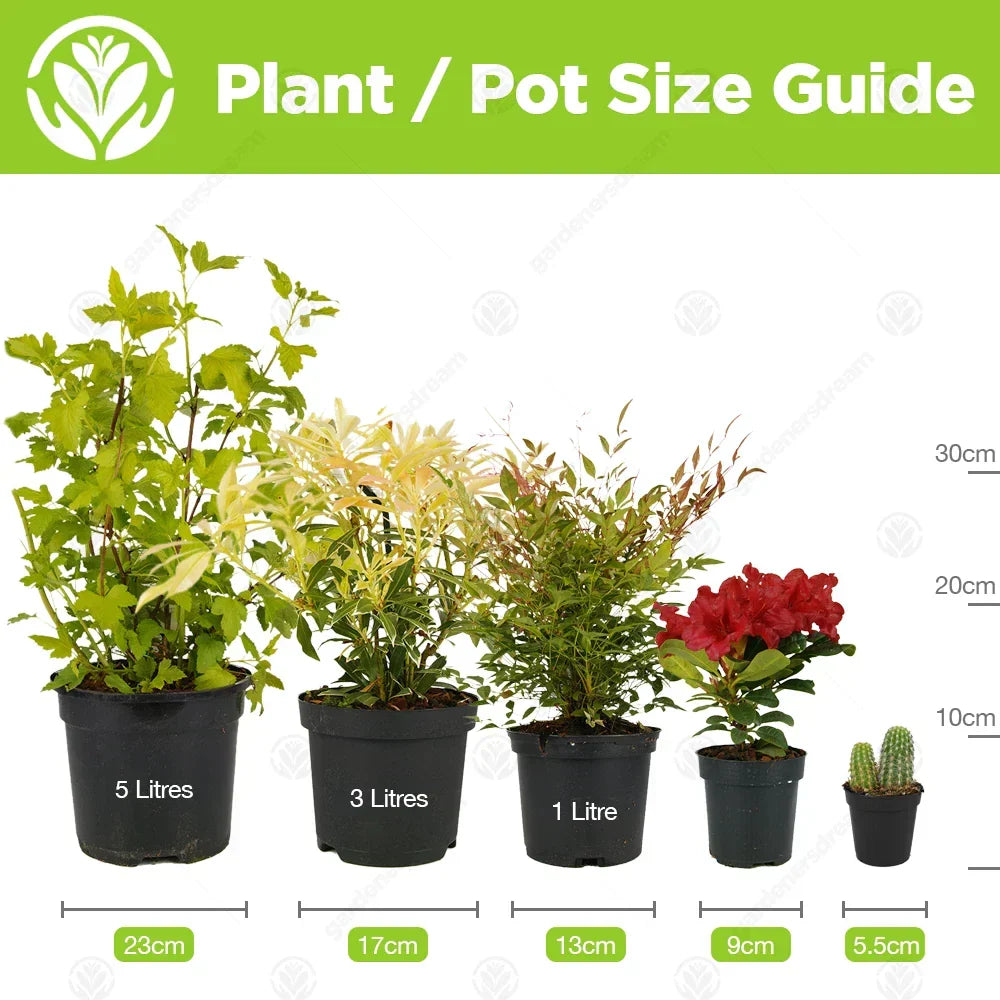 Spathiphyllum 'Peace Lily' House Plant - Live Indoor House Potted Tree In 9cm — alternate product view 3