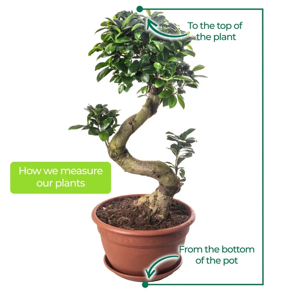 Ficus Ginseng Bonsai Tree Tall Indoor Plants Exotic Large Trees For Your Home — alternate product view 6