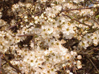 25 Blackthorn Hedging 2-3ft, Prunus Spinosa,Native Flowering Sloe Berry Hedge — alternate product view 6