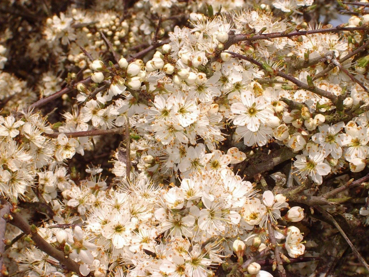 25 Blackthorn Hedging 2-3ft, Prunus Spinosa,Native Flowering Sloe Berry Hedge — alternate product view 6
