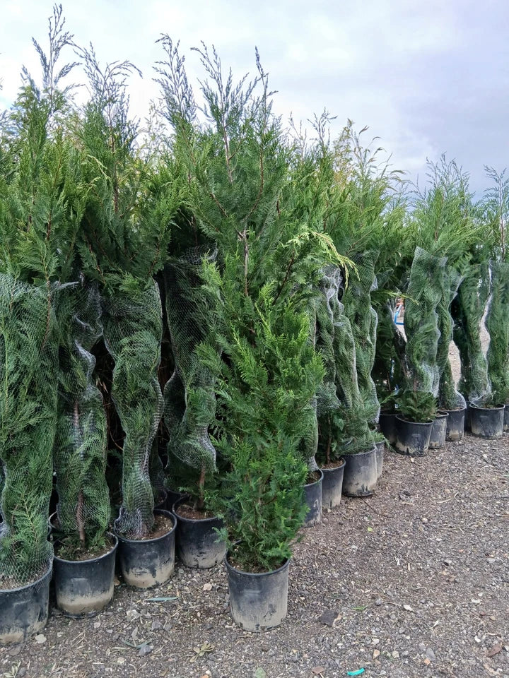 Leylandii Hedging Plants 20L Amazing Quality Quick Growing Approx 200cm — main product view