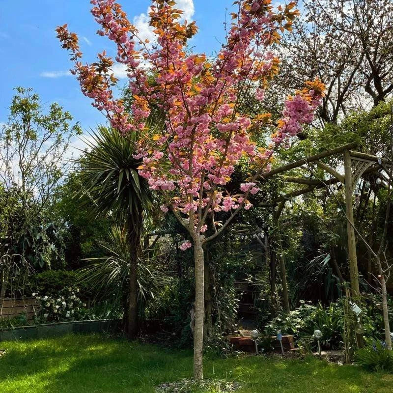 Prunus serrulata Kanzan Japanese Cherry Blossom Tree Ornamental Garden plant (4-5ft,9L Pot) — alternate product view 5