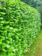 150cm Potted Cherry Laurel 5L potted 5ft Single Plant — alternate product view 2
