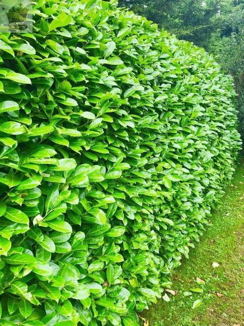 150cm Potted Cherry Laurel 5L potted 5ft Single Plant — alternate product view 2