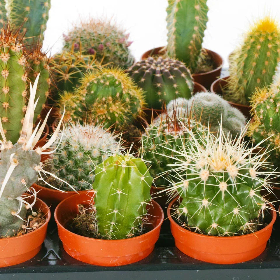 Cactus Mix – 10 Live Indoor Plants for Home or Office — alternate product view 3