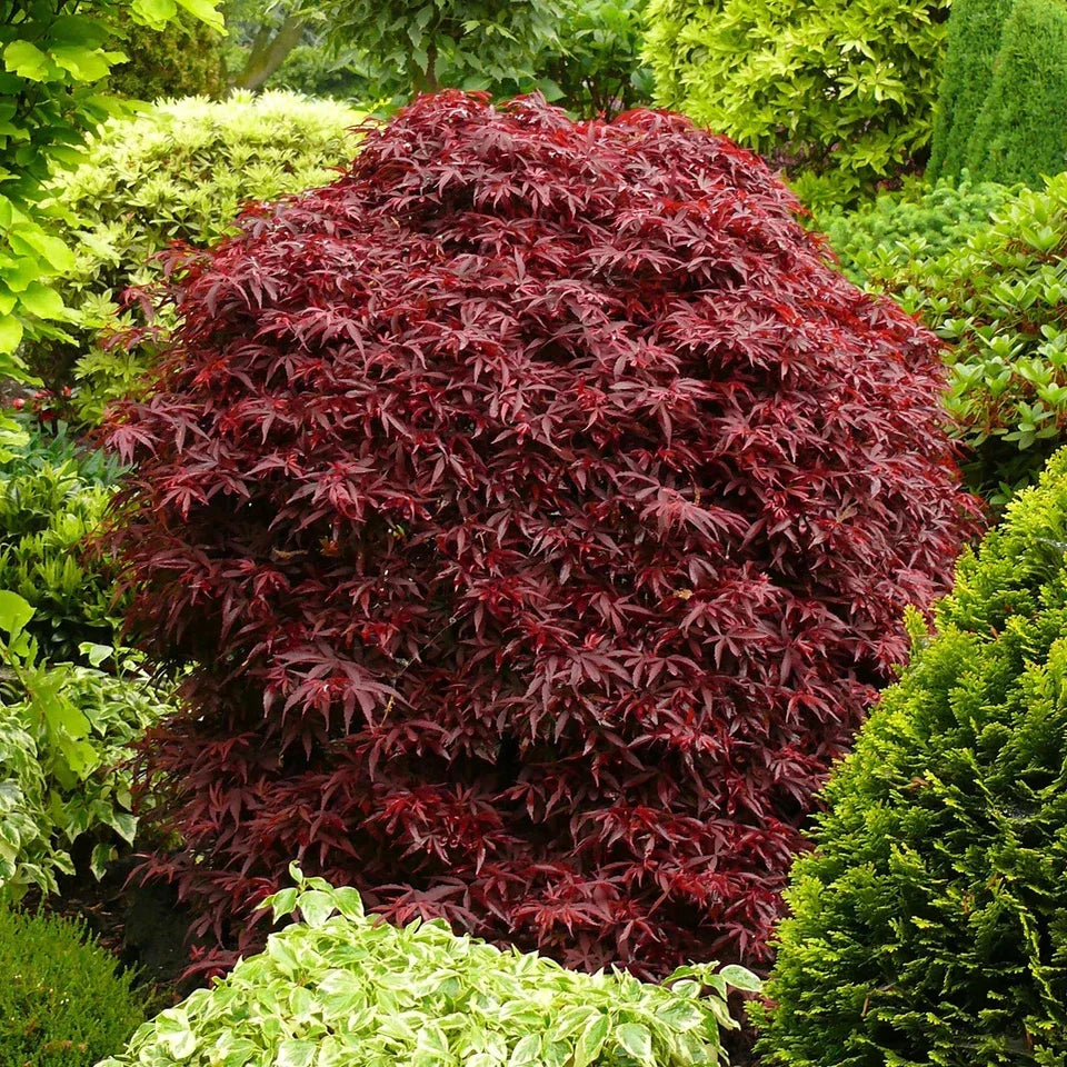 Acer palmatum Shaina - Japanese Maple — Large Outdoor Garden Ready Tree in Pot — main product view