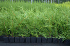 10 Green Leylandii Hedging Evergreen Conifer Plants Fast Growing 40-60cm Potted — alternate product view 5