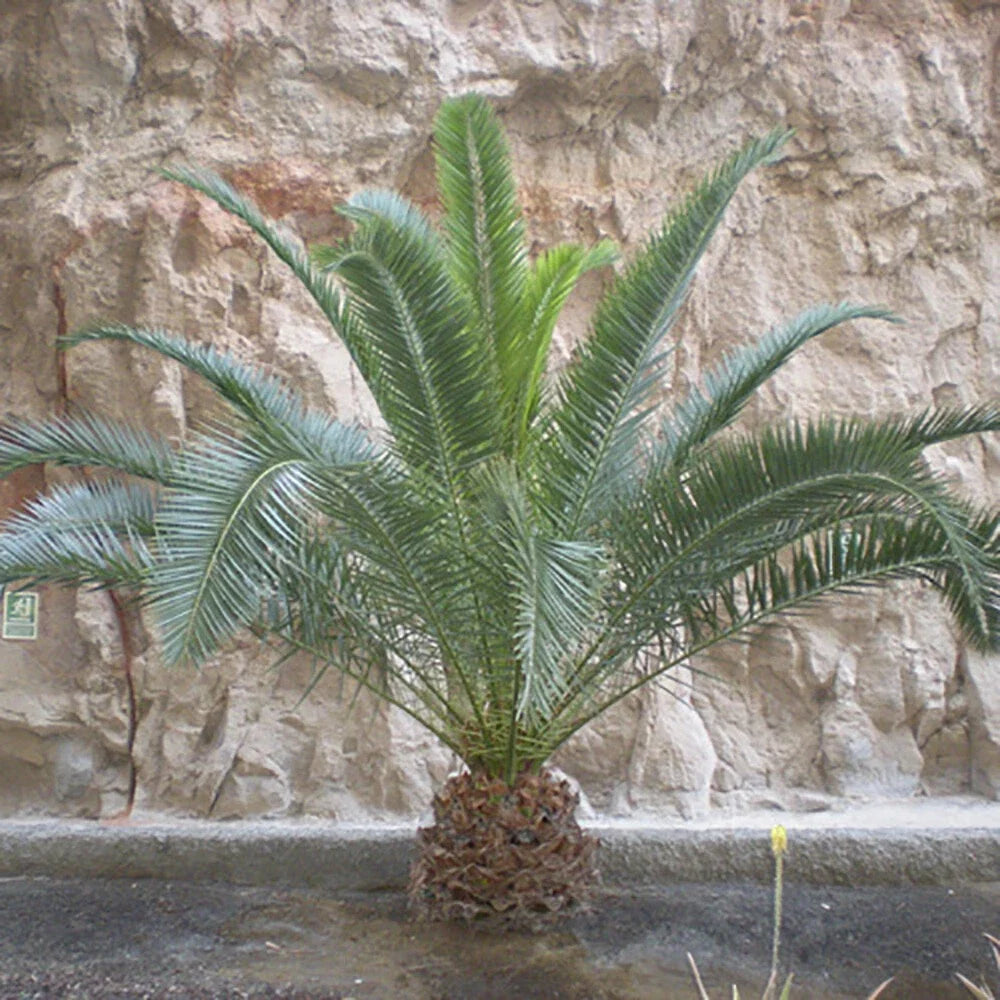 Tropical Palm Tree, Phoenix Canariensis 80cm-1m Tall, 1 x 19cm Pot — alternate product view 3