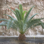 Tropical Palm Tree, Phoenix Canariensis 80cm-1m Tall, 1 x 19cm Pot — alternate product view 3