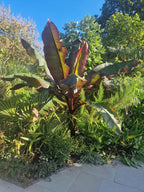 Ensete ventricosum Maurelii - Red Abyssinian Banana - Plant in 5 L Pot — alternate product view 3