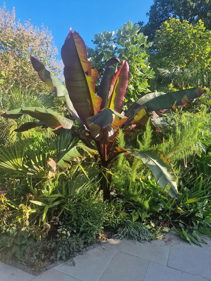 Ensete ventricosum Maurelii - Red Abyssinian Banana - Plant in 5 L Pot — alternate product view 3