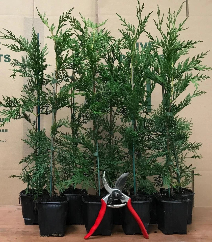 100 Green Leylandii Hedging Evergreen Conifer Plants Fast Growing 40-60cm Potted — main product view