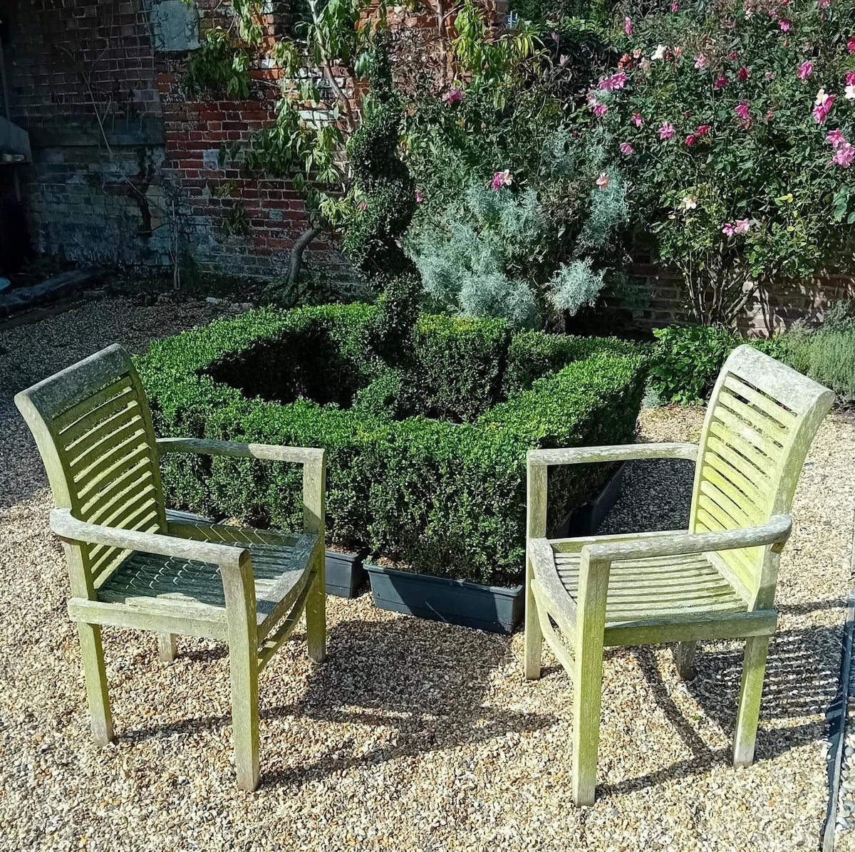 Buxus sempervirens (common box) instant hedging plants in troughs 50cm long — alternate product view 6
