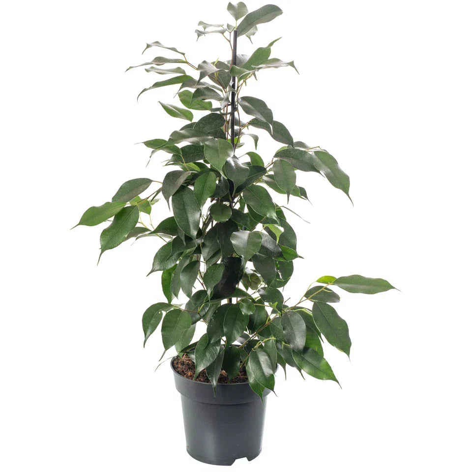Weeping Fig Large Indoor House Plant Real Ficus Danielle Evergreen Tall Plants — on a clean white background
