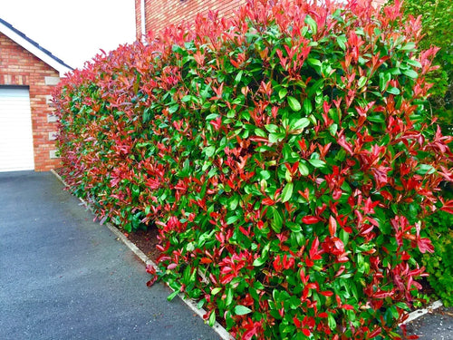 10 Red Robin Hedging Photinia Evergreen Plants Fast Growing 25-40cm Potted — main product view
