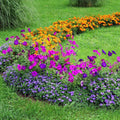 Compost Multi Purpose Garden 2 X 60L Bag Plants & Flowers — main product view