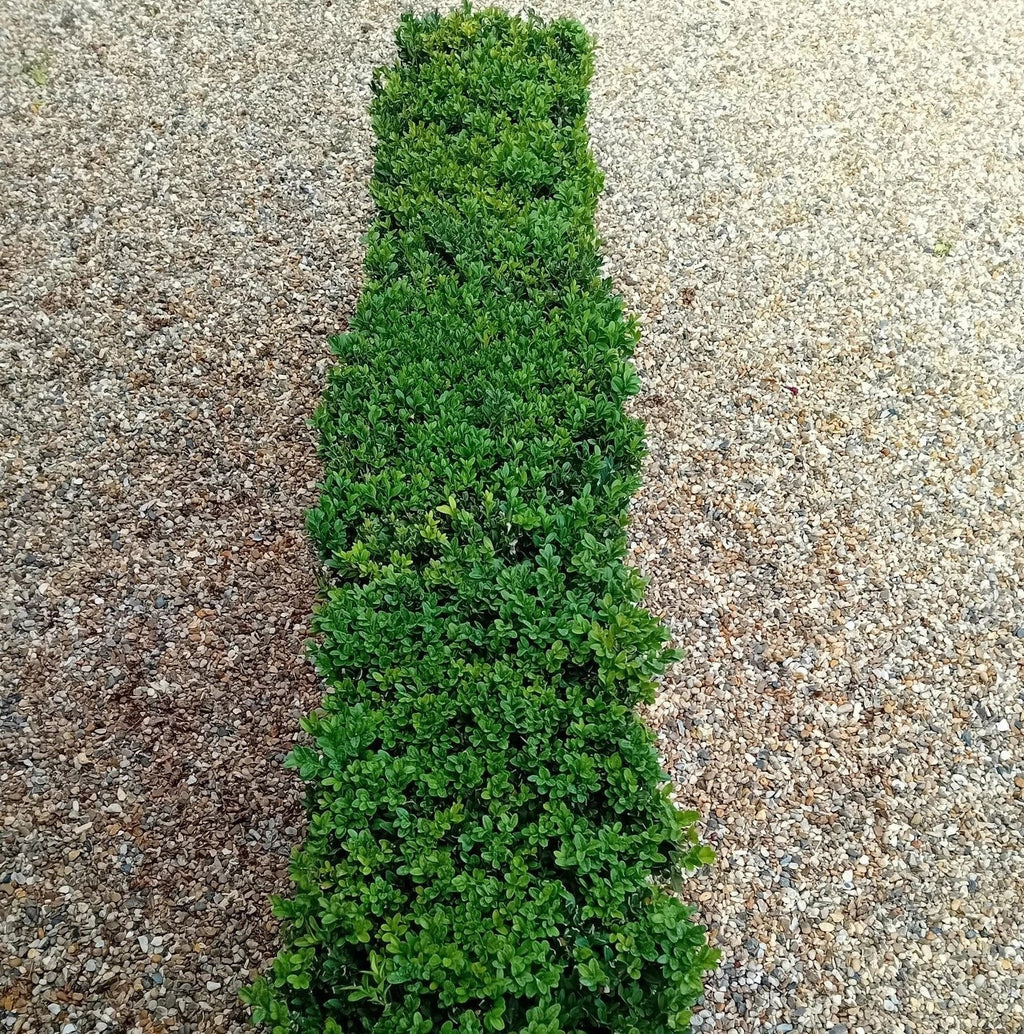 Buxus sempervirens (common box) instant hedging plants in troughs 50cm long — alternate product view 5