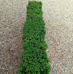 Buxus sempervirens (common box) instant hedging plants in troughs 50cm long — alternate product view 5