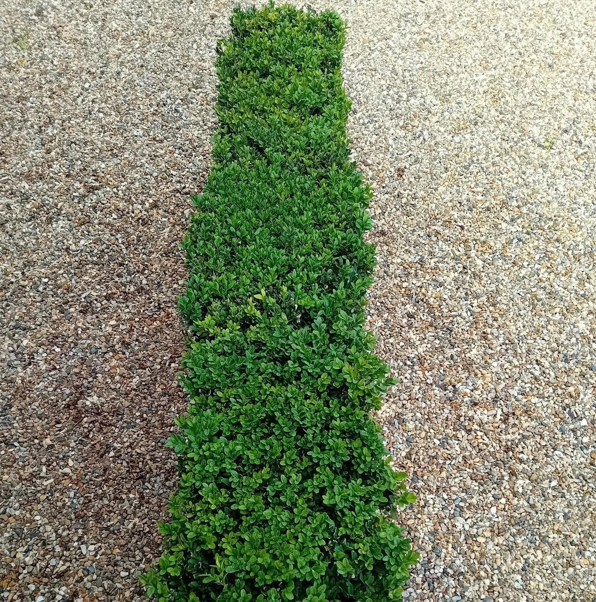 Buxus sempervirens (common box) instant hedging plants in troughs 50cm long — alternate product view 5
