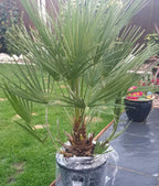 Hardy Fan Palm Chamaerops humilis 60-80cm Tall Bushy incl.pot — alternate product view 2
