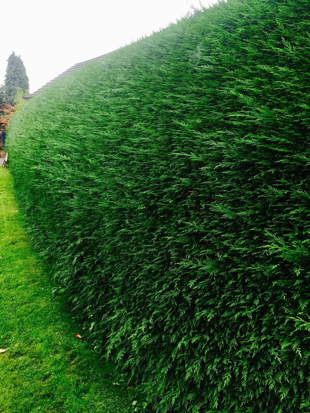100 Green Leylandii Hedging Evergreen Conifer Plants Fast Growing 40-60cm Potted — alternate product view 3