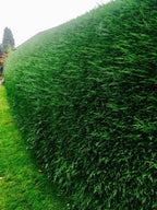 100 Green Leylandii Hedging Evergreen Conifer Plants Fast Growing 40-60cm Potted — alternate product view 3