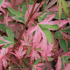 Acer palmatum Taylor - Japanese Maple — Large Outdoor Garden Ready Tree in Pot — alternate product view 4