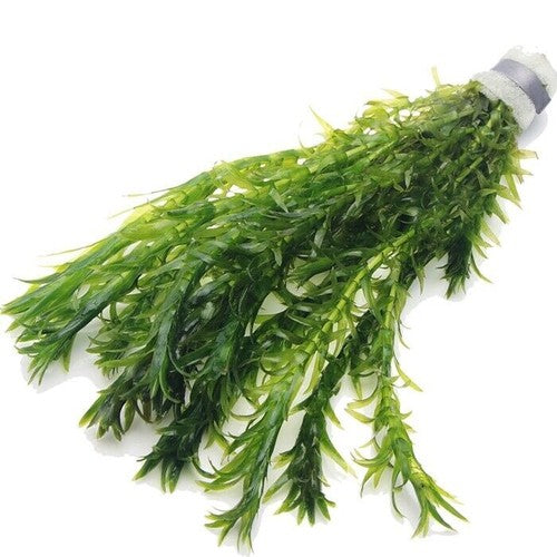 10 x Elodea Densa Oxygenating Pond Water Aquarium Live Plants Egeria — on a clean white background