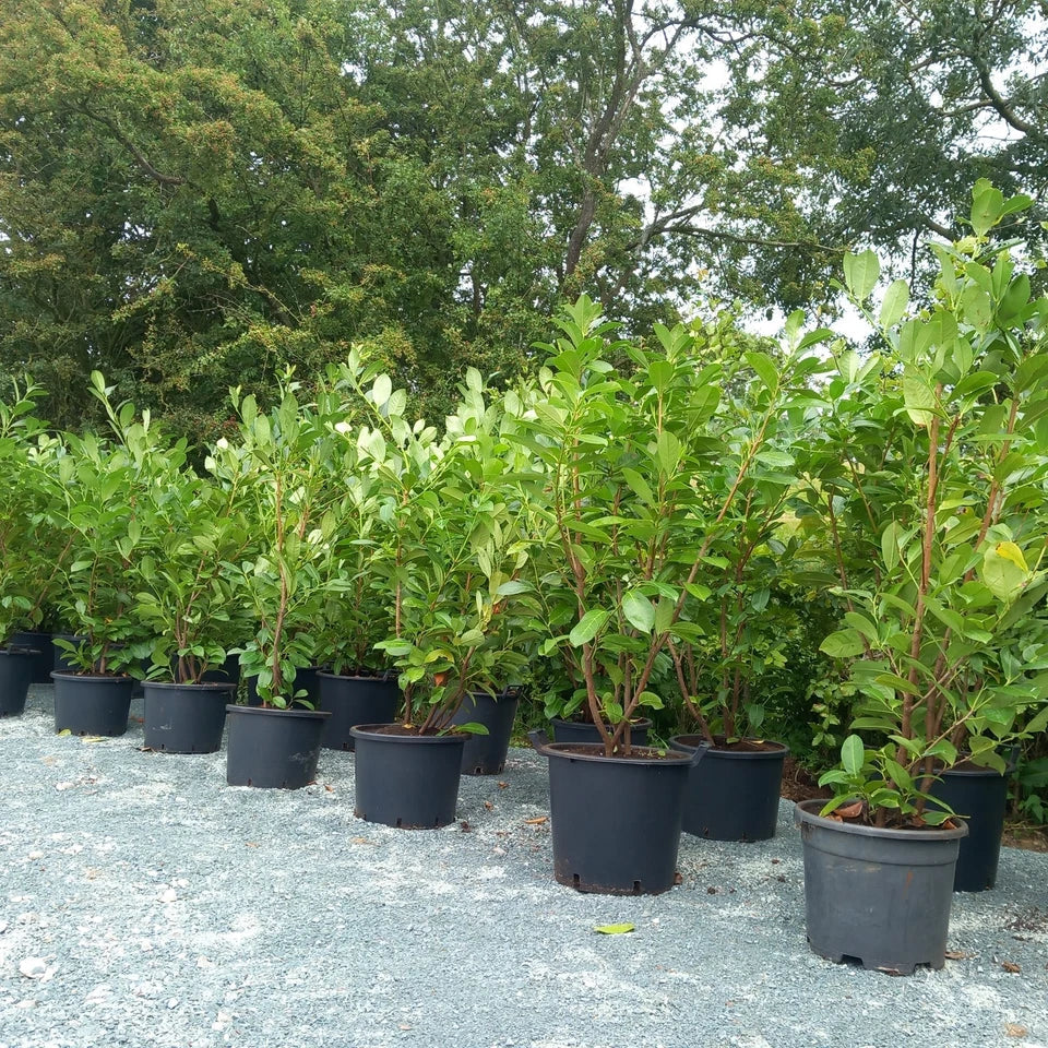 Laurel hedging plant 20/30l pot 130-150cm height — alternate product view 3
