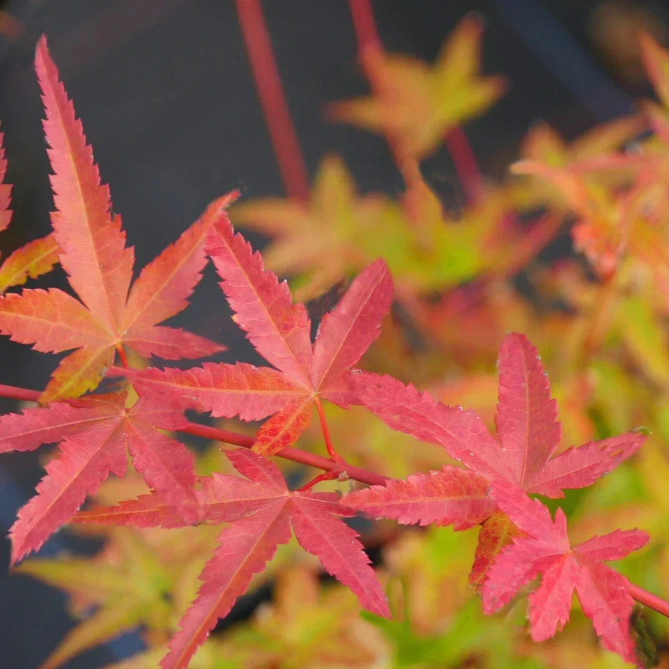 3 x Acer Plant Collection - 11cm Pots - Vars Atropur- pureum - Orange Dream — alternate product view 3