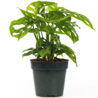 Vibrant Monstera Obliqua Monkey Leaf Indoor Potted Houseplant 20-30cm with Pot — alternate product view 3