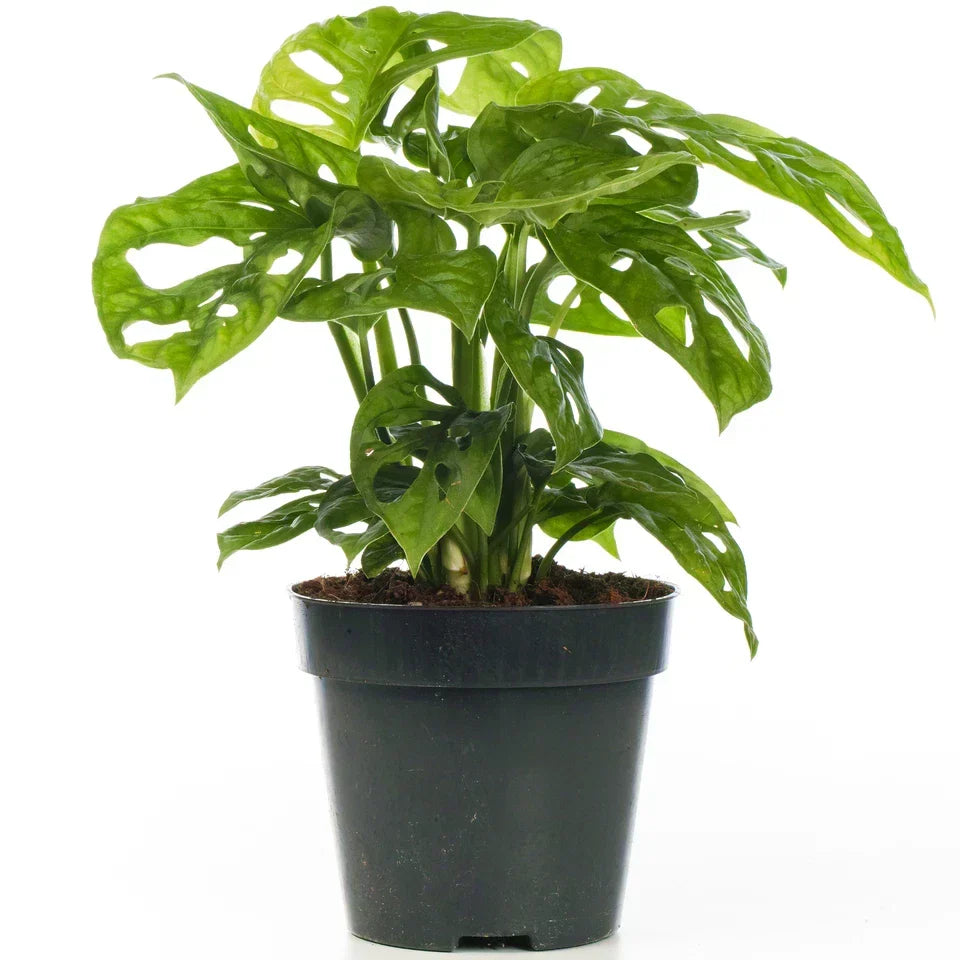 Vibrant Monstera Obliqua Monkey Leaf Indoor Potted Houseplant 20-30cm with Pot — alternate product view 3