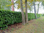 10 Cherry Laurel Evergreen bare root hedge plants 60-90cm (2-3ft) — alternate product view 2