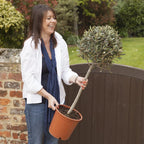 Yougarden Olive Tree Standard 80cm Tall — alternate product view 2