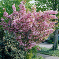 Prunus serrulata Kanzan Japanese Cherry Blossom Tree Ornamental Garden plant — 9L Pot, 120-150cm , 2 yr — main product view