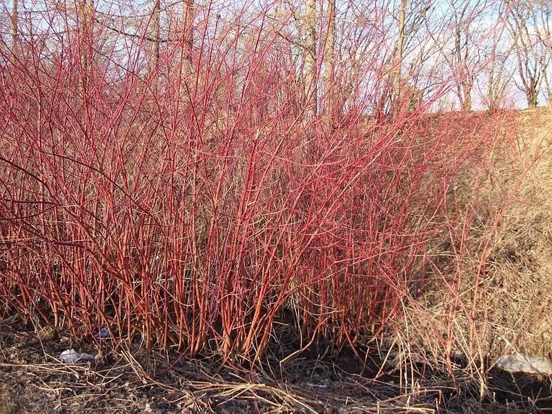 10 Red Dogwood 2-3ft Hedging Plants, Beautiful Red Bark Cornus Alba Sibirica — alternate product view 4