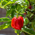 Chilli Plants - 'Carolina Reaper' - 3 x Large Plug Plant Pack — alternate product view 2
