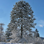 Araucaria Araucana Monkey Puzzle Tree Outdoor Garden Strong Healthy Plant in Pot — alternate product view 4