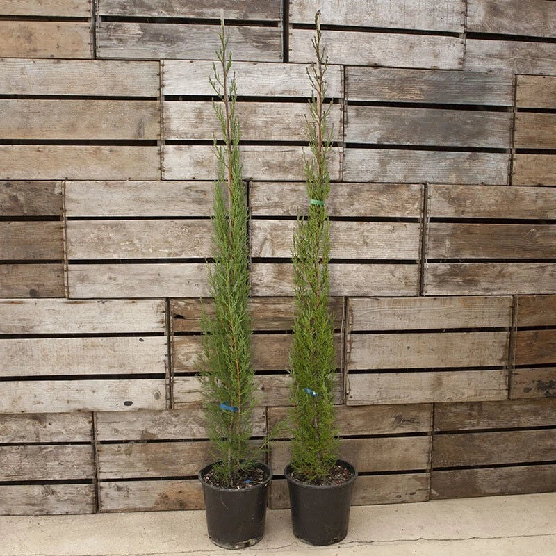 Pair of Italian Cypress Trees Ornamental Ever- green Shrubs, 2 sizes — alternate product view 7