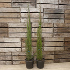 Pair of Italian Cypress Trees Ornamental Ever- green Shrubs, 2 sizes — alternate product view 7